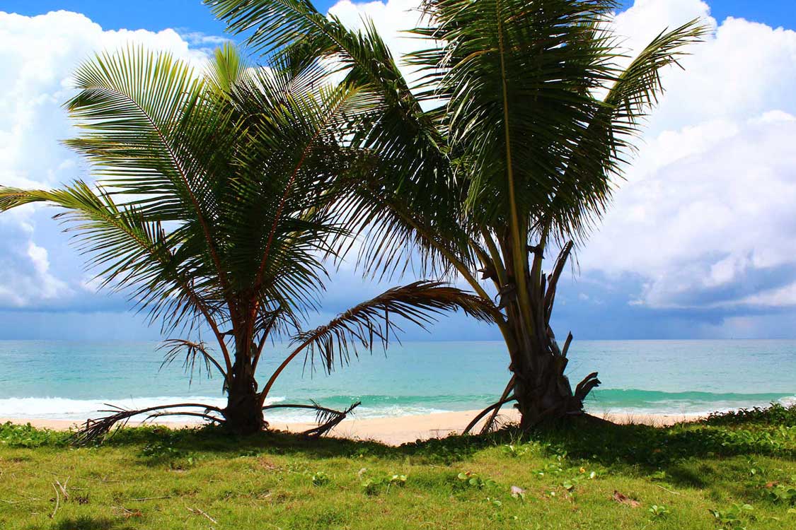 Palmen am Thai Muang Beach